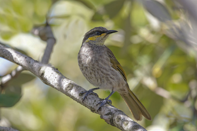 Mangrove Honeyeater