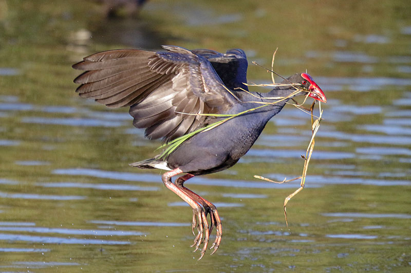 Purple Swamphen