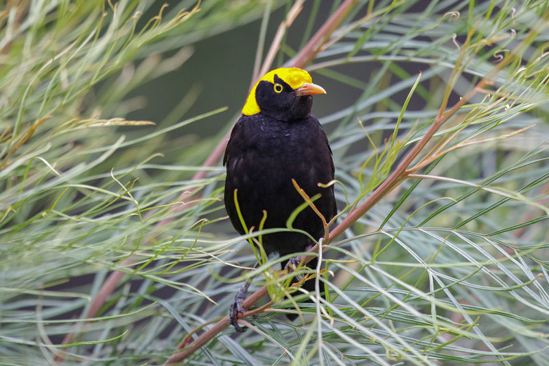 Regent Bowerbird