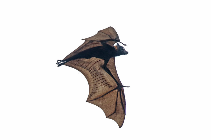 Flying Fox
