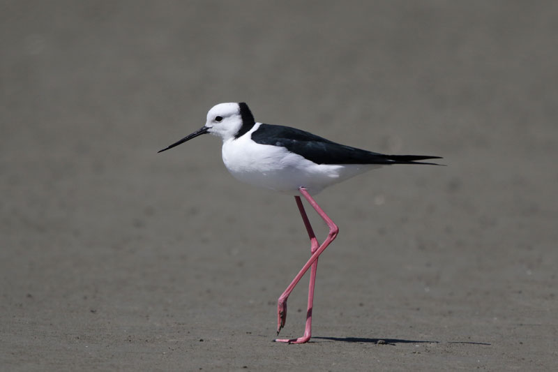 Pied Stilt