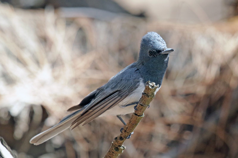 Leaden Flycatcher