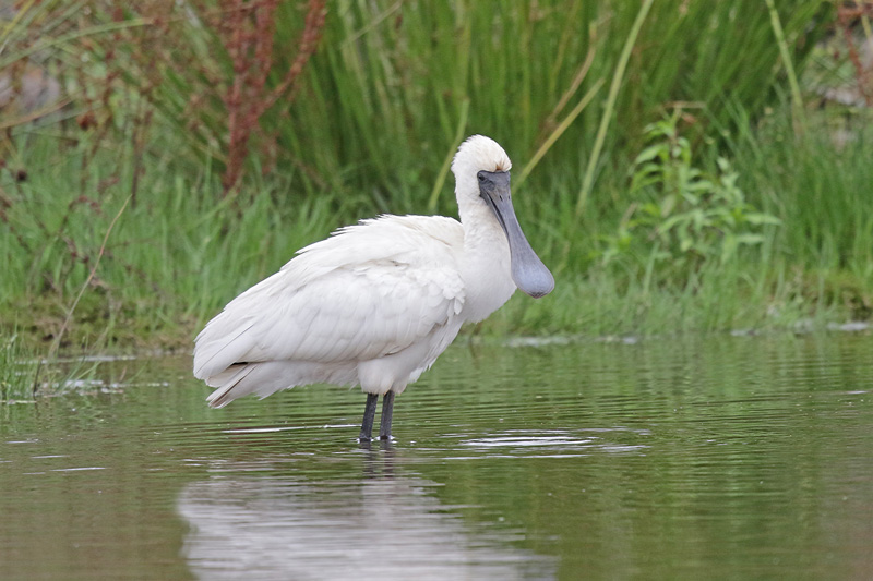 Royal Spoonbill