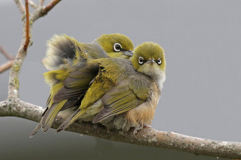 Silver-eye