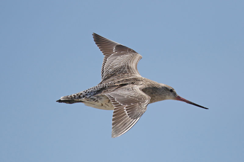 Bar-tailed Godwit