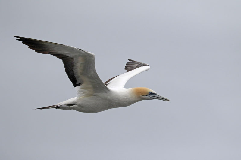 Australasian Gannet