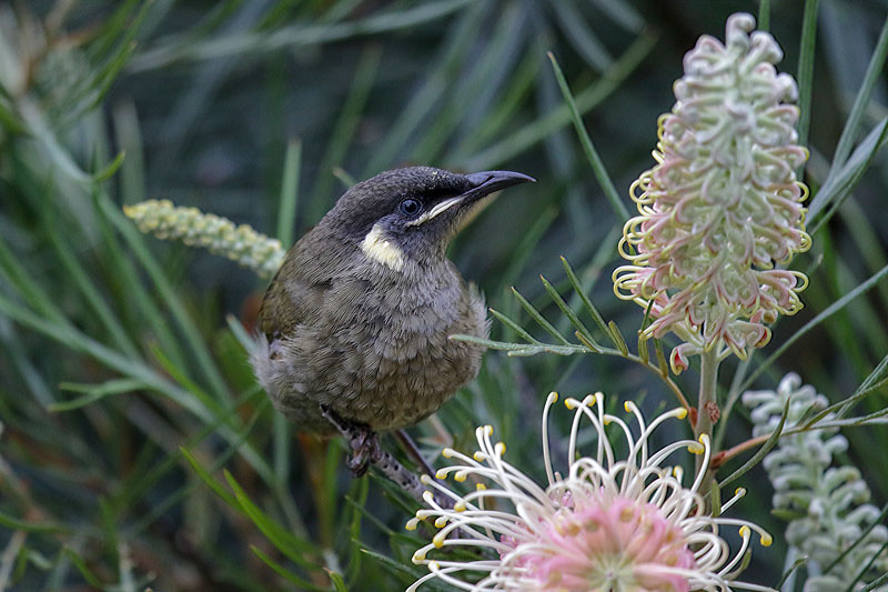 Lewin's Honeyeater