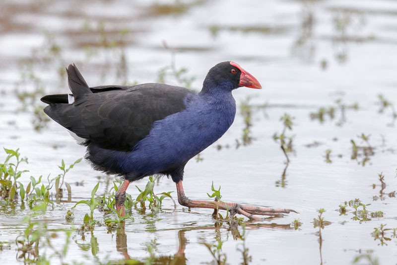 Australasian Swamphen