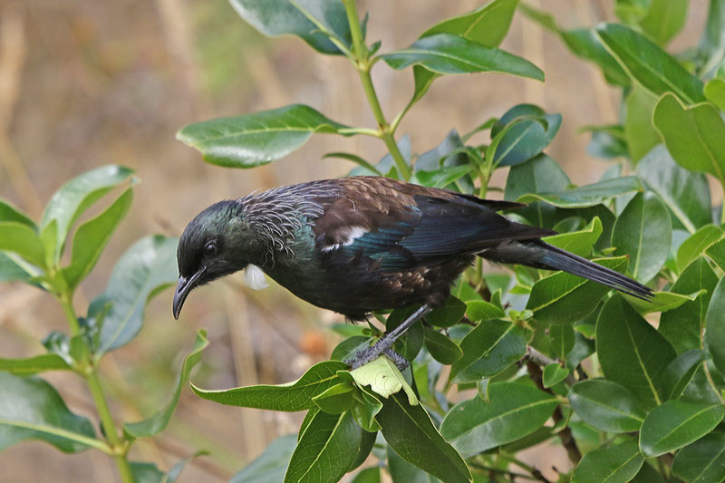 New Zealand Tui