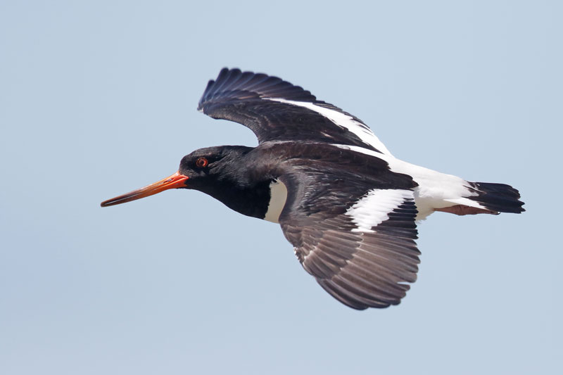 South Island Oystercatcher