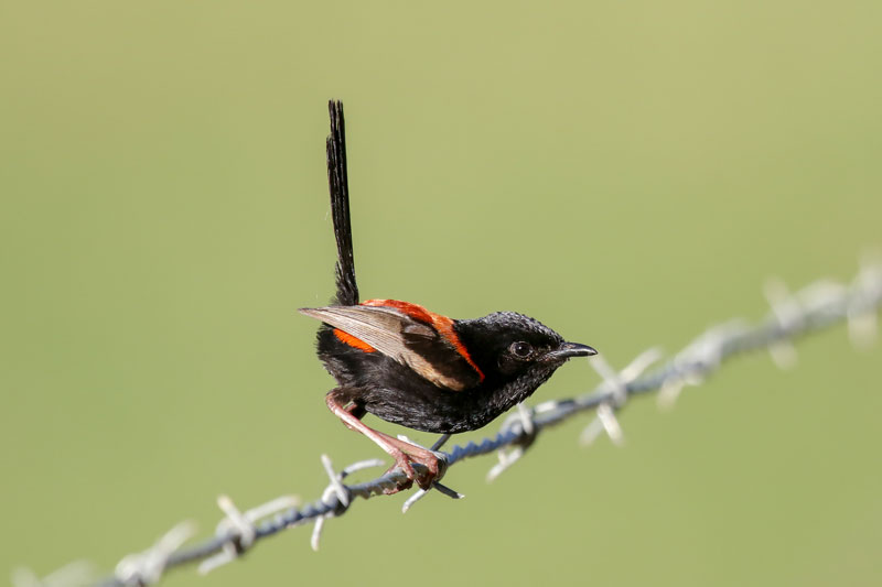 Red-backed Fairywren