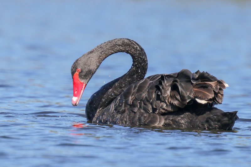 Black Swan