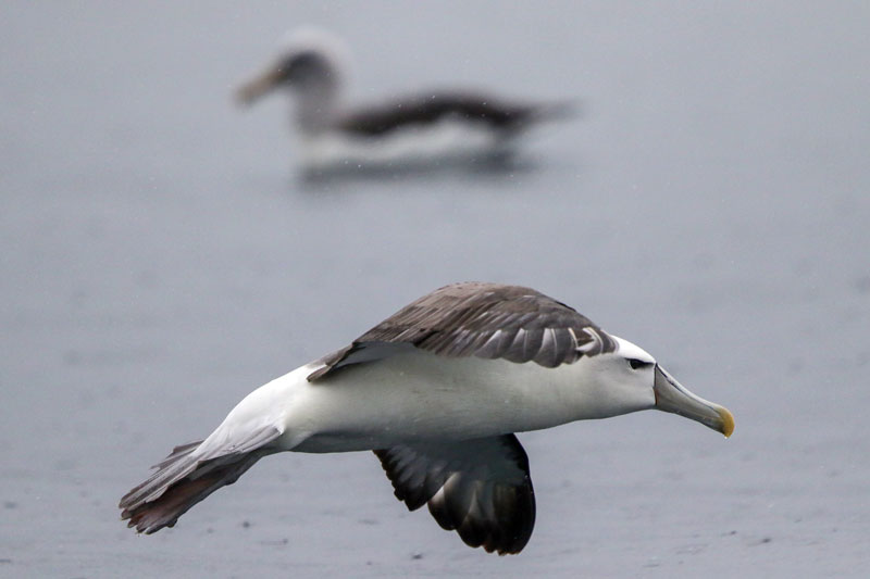 White-capped Albatross
