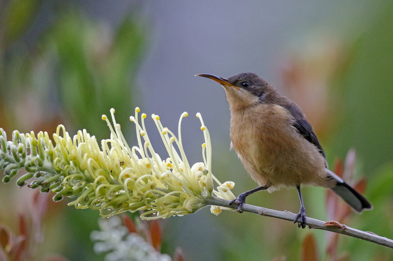 Eastern Spinebill