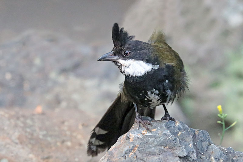 Eastern Whipbird