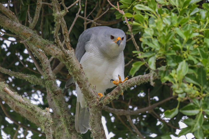 Grey Goshawk