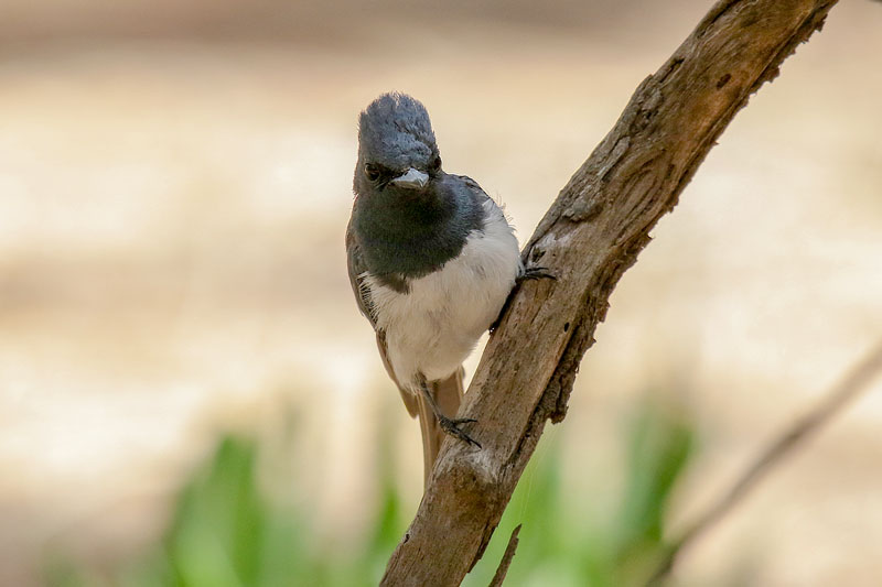 Leaden Flycatcher