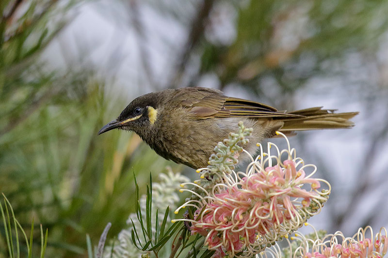 Lewin's Honeyeater