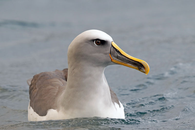 Buller's Albatross