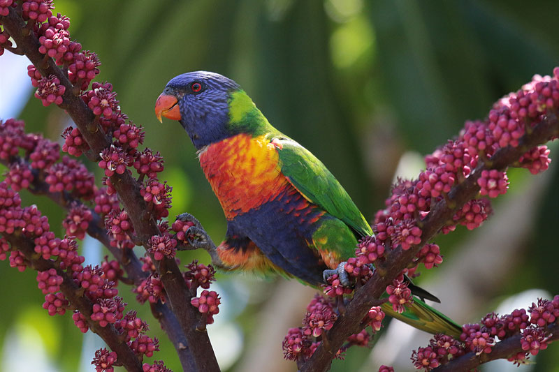 Rainbow Lorikeet