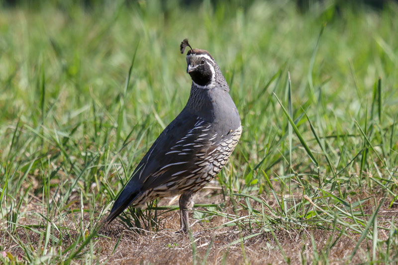 California Quail