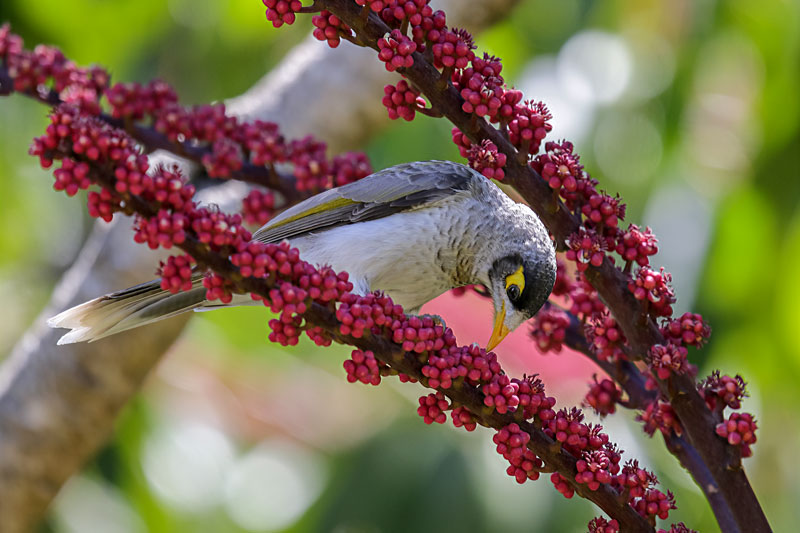 Noisy Miner
