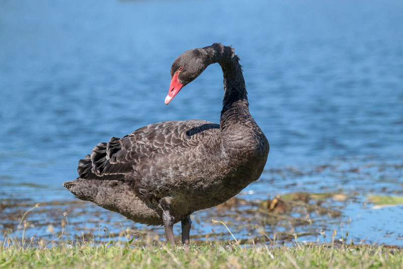 Black Swan