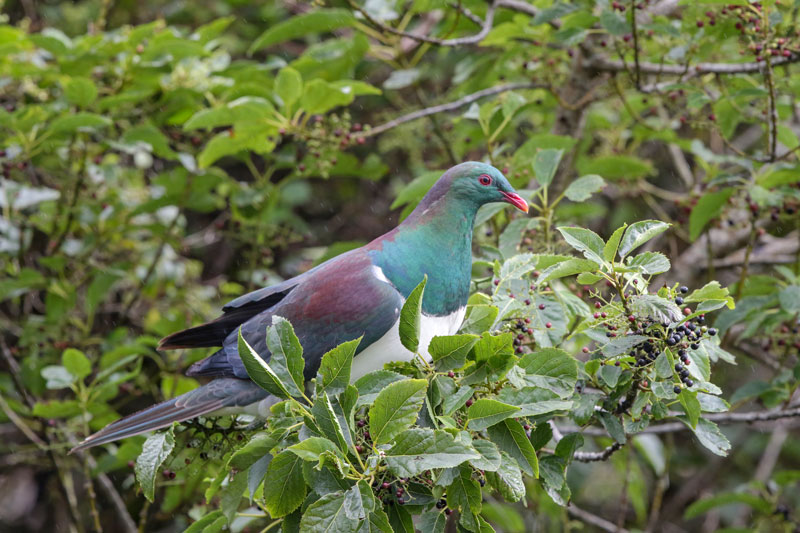 New Zealand Pigeon