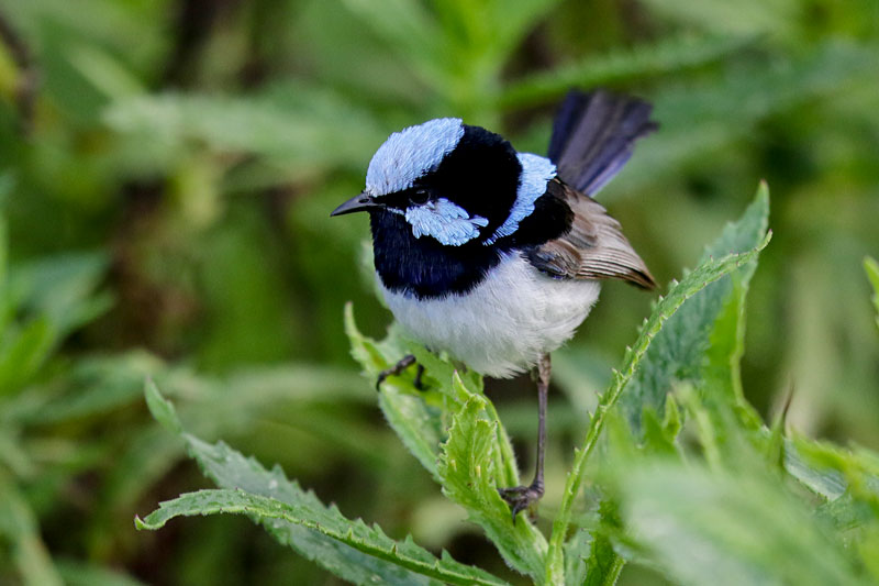 Superb Fairywren