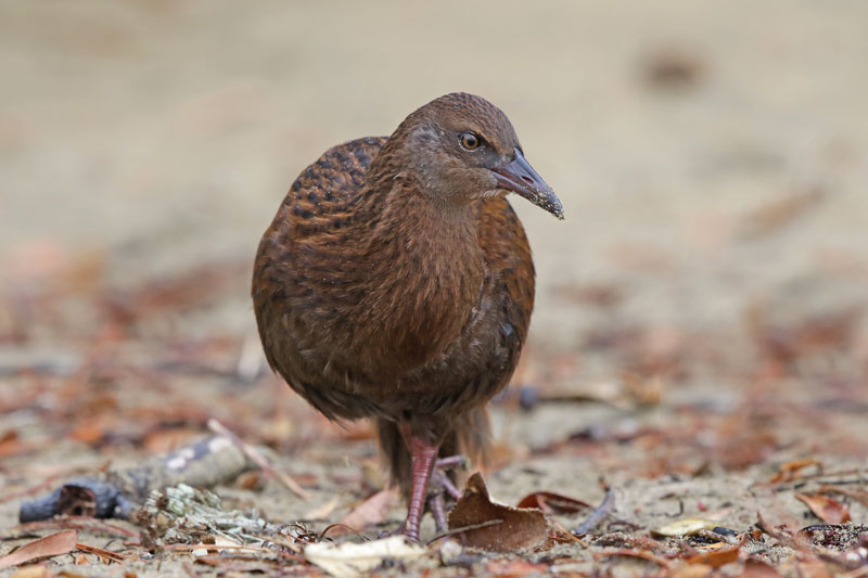 Weka