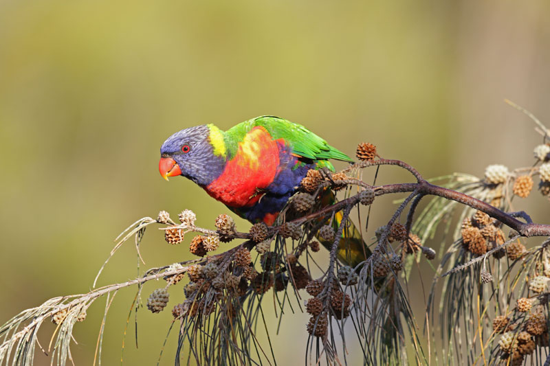 Rainbow Lorikeet