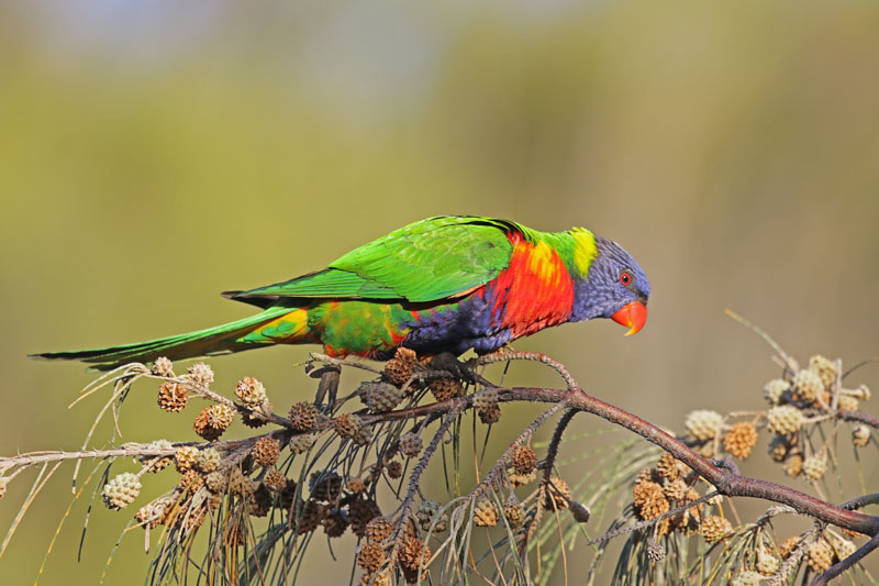Rainbow Lorikeet