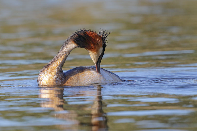 Great Crested Grebe