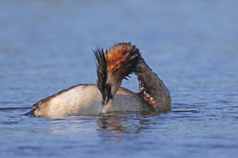 Great Crested Grebe