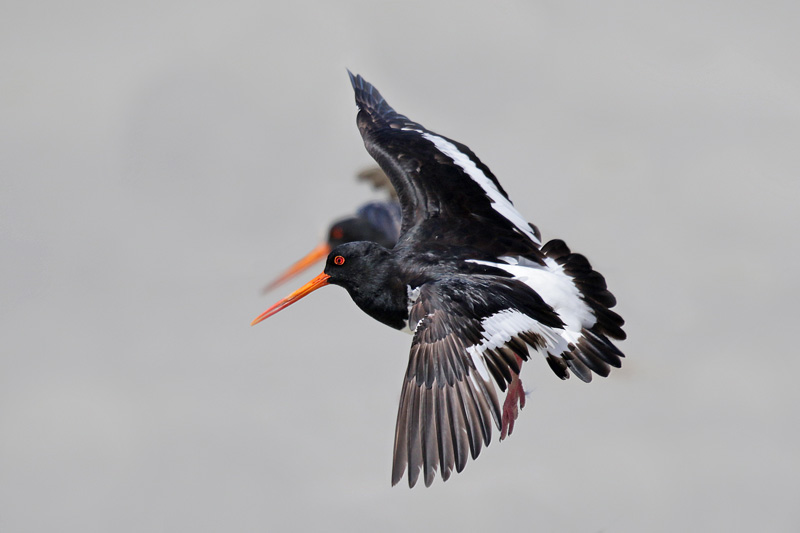 South Island Oystercatcher