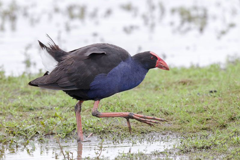 Australasian Swamphen