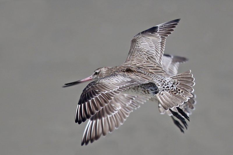Bar-tailed Godwit