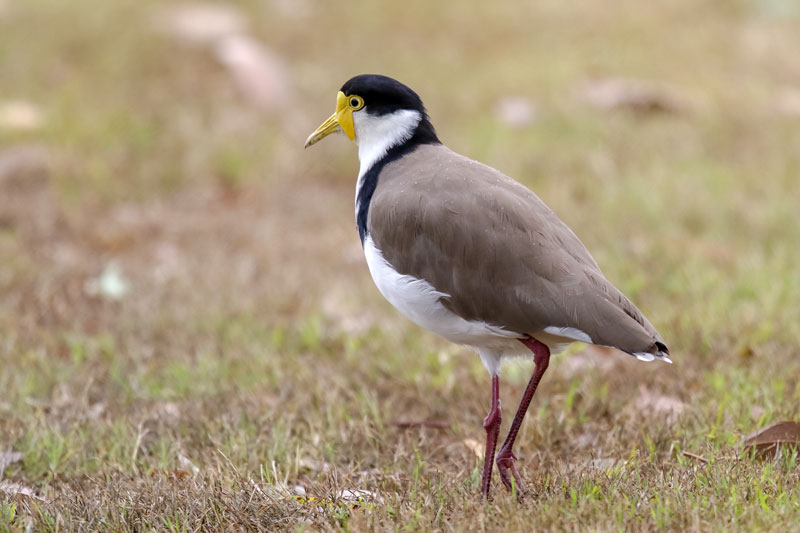 Masked Plover