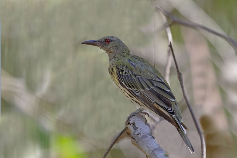 Olive-backed Oriole