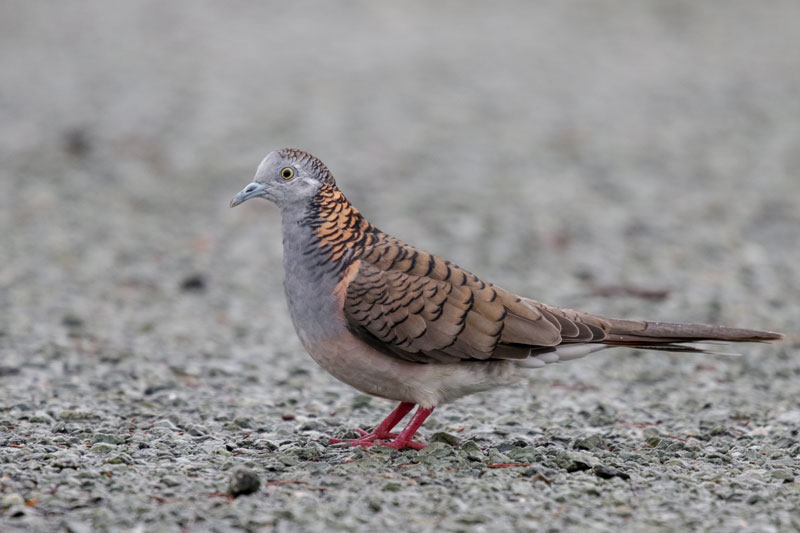 Bar-shouldered Dove