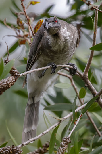 Noisy Friarbird
