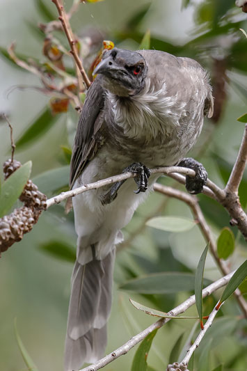Noisy Friarbird