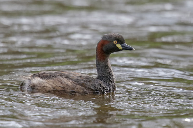 Australasian Grebe