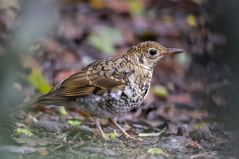 Bassian Thrush