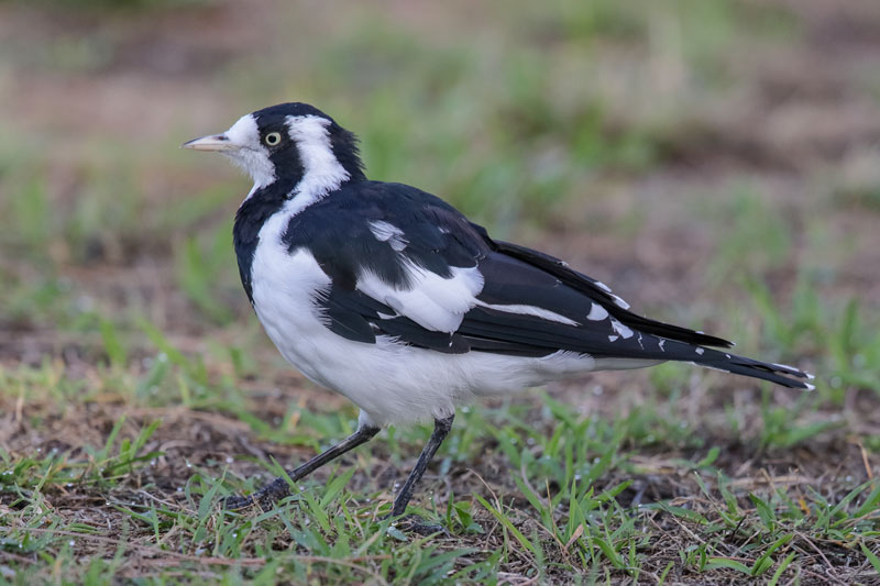 Magpie-lark