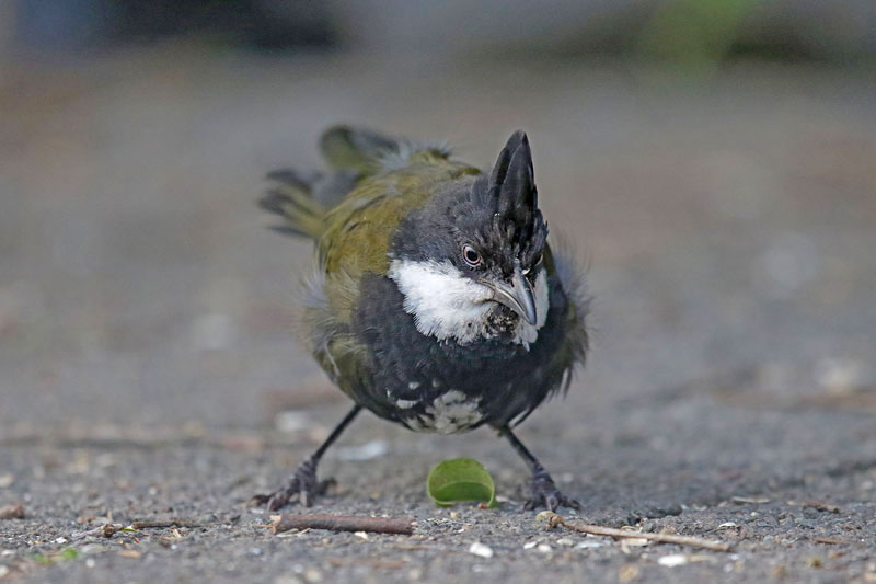 Eastern Whipbird