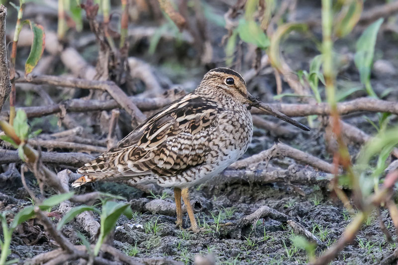 Latham's Snipe