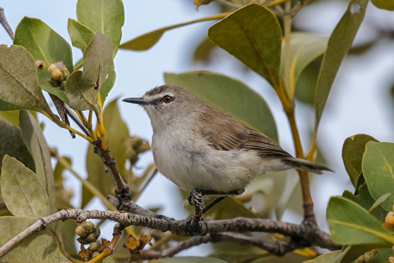 Mangrove Gerygone