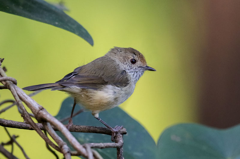 Brown Thornbill