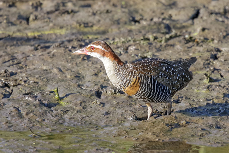 Buff-banded Rail